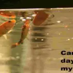 skip a day feeding my fish