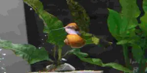 snail poop good for plants aquarium