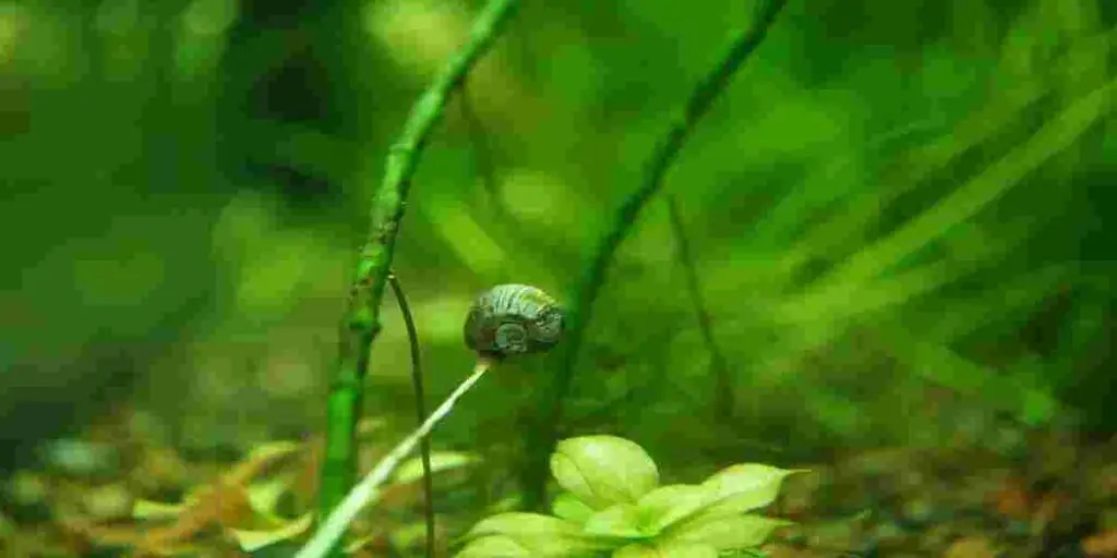 snail poop produces ammonia or not