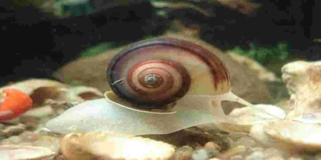  snails have a high Bioload