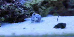 snails produce a lot of ammonia