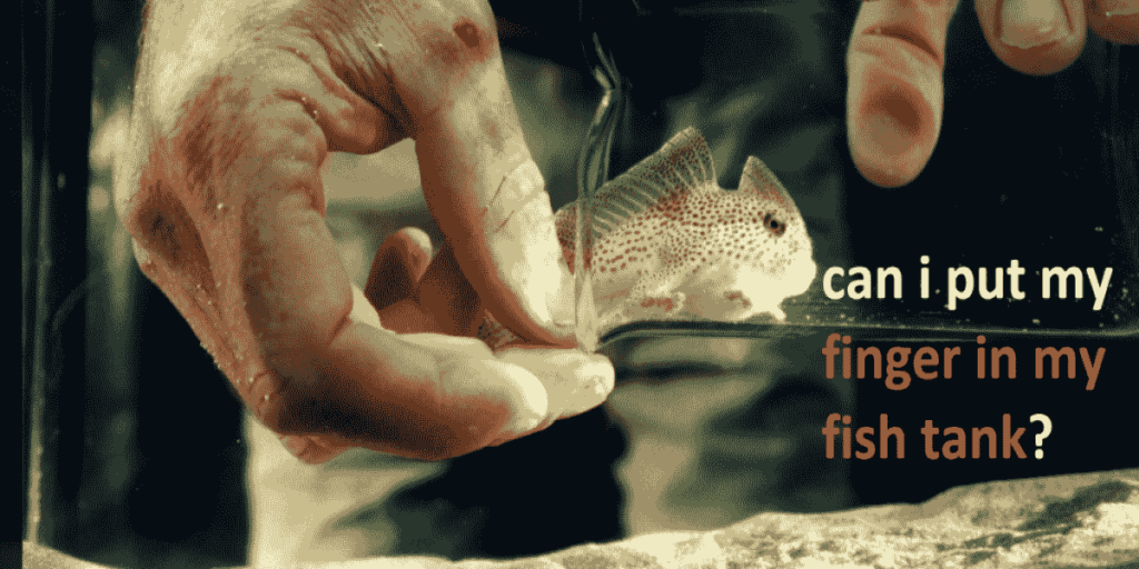 touching fish harmful