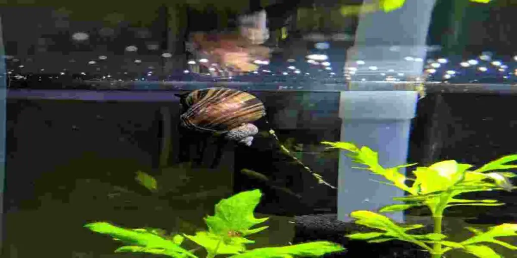 turbo aquarium snails poop