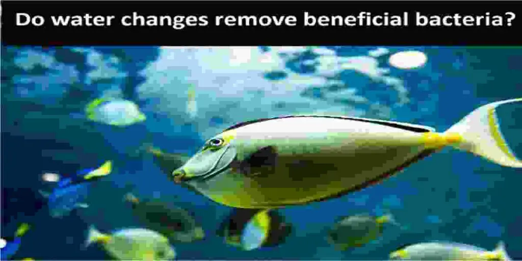 water changes remove beneficial bacteria