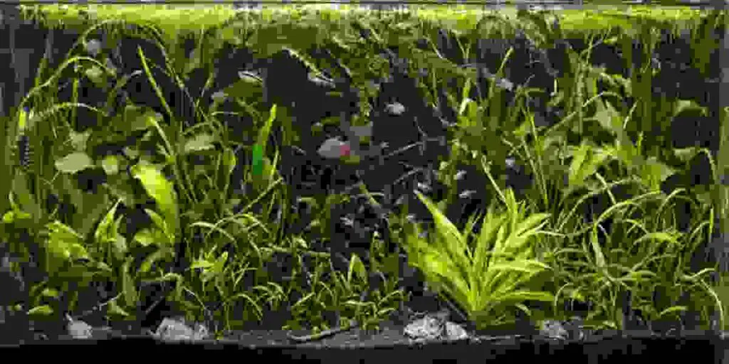 ways for ammonia levels are lowered in fish tank