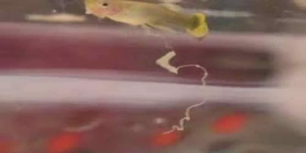 white string coming out of fish