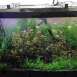 Decorate aquarium with artificial plants
