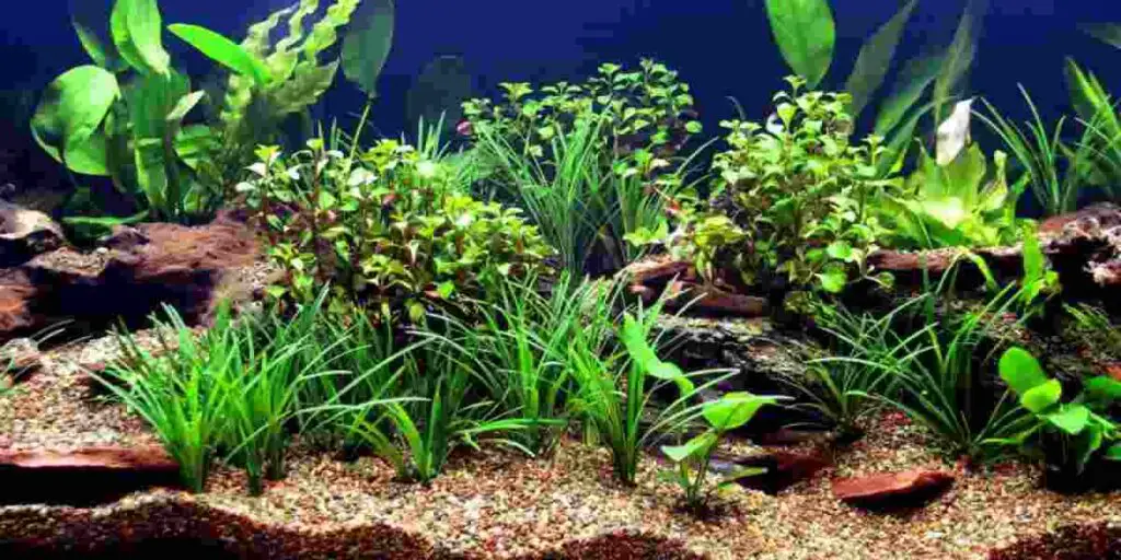 is it okay to put artificial plants in aquarium