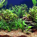 is it okay to put artificial plants in aquarium