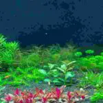 silk aquarium plants vs plastic