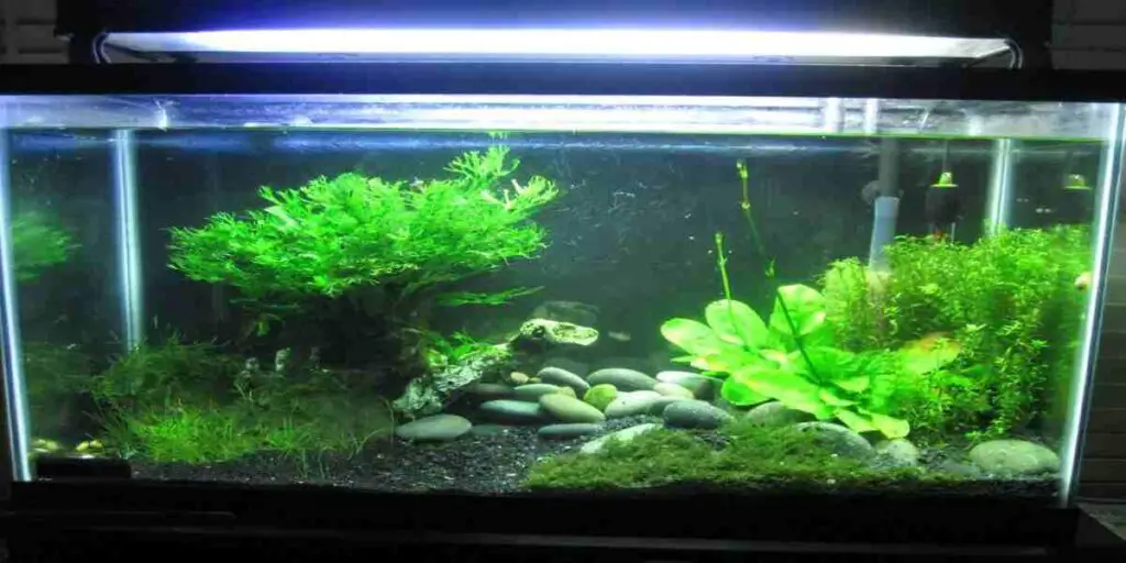Aquarium Plants Grow Without Substrate