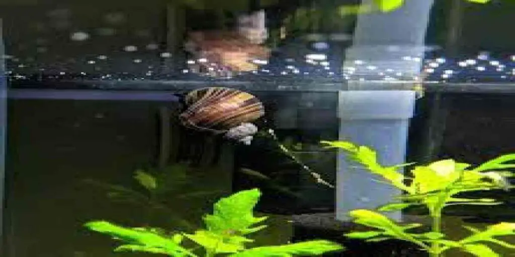 Mystery snail with long stringing poop