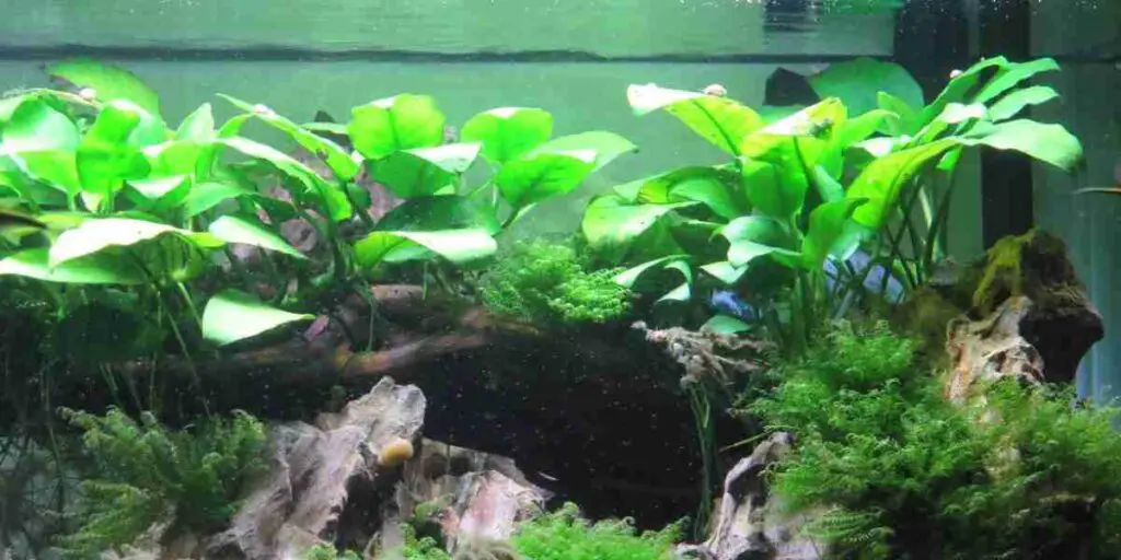 anubias aquarium plant care