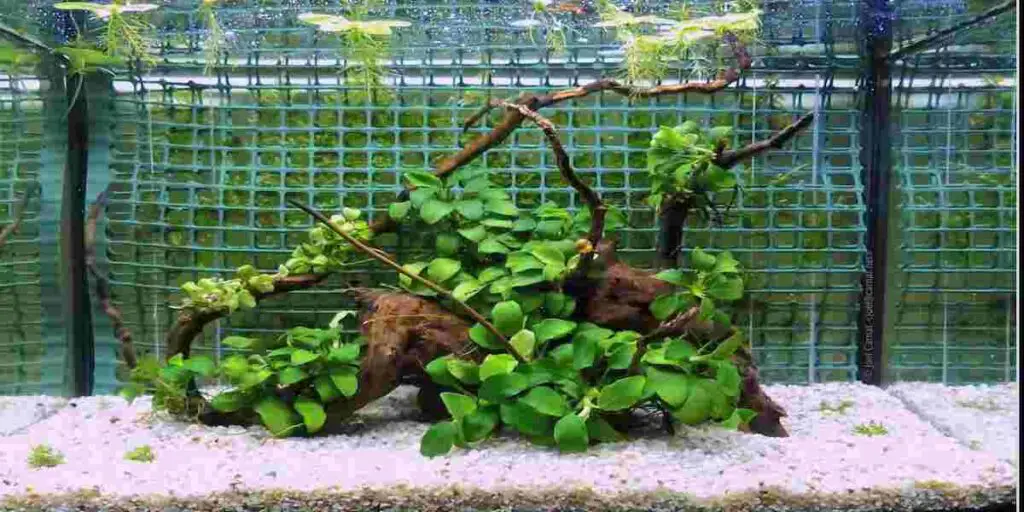  anubias be planted in substrate