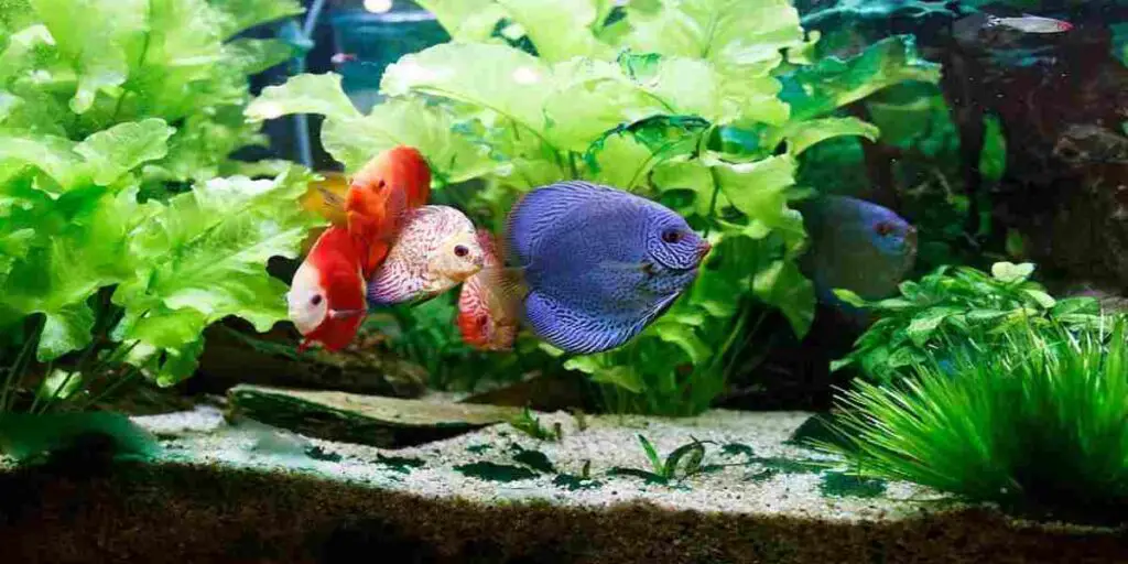 aquarium plants grow without fish