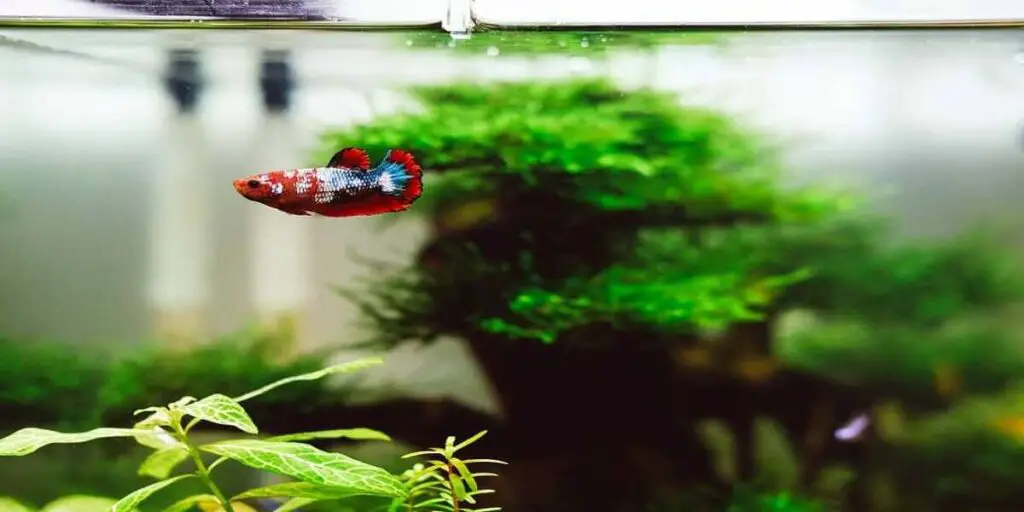 are artificial plants good for aquarium