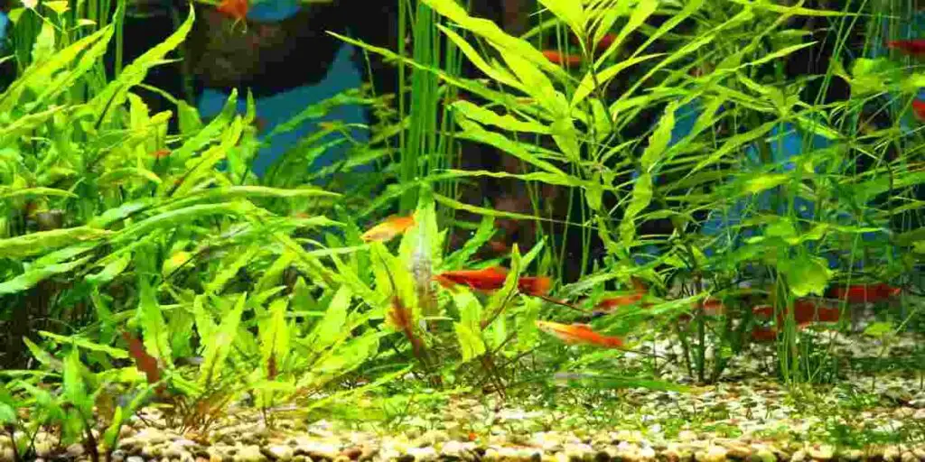 artificial aquarium plants that look real