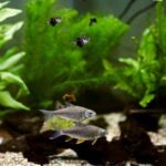 artificial plants bad for fish
