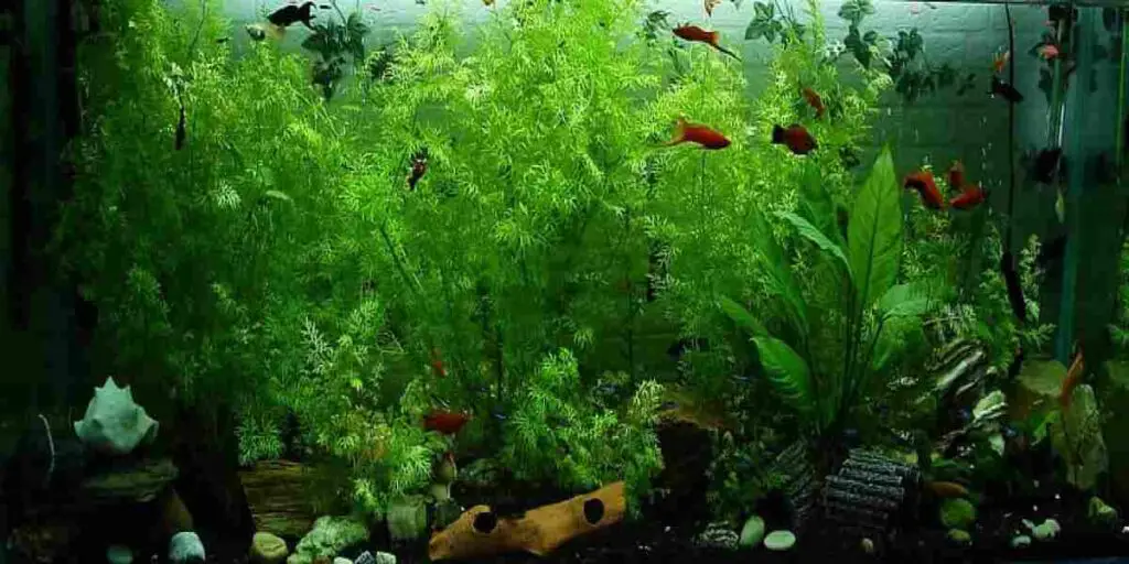 silk aquarium plants for bettas