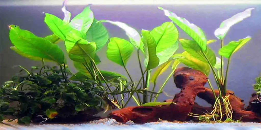  Anubias or Vals need root tabs