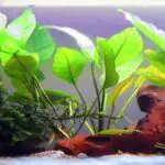 Anubias or Vals need root tabs