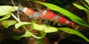 Root Tabs Safe With Shrimp