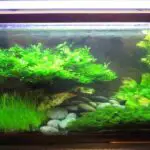 Root Tabs for Java Moss