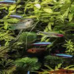 high ammonia levels in fish tank