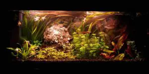 remove ammonia from fish tank