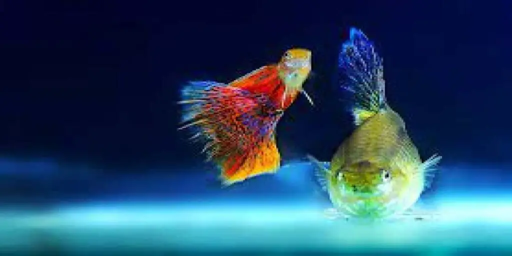do guppies eat each other