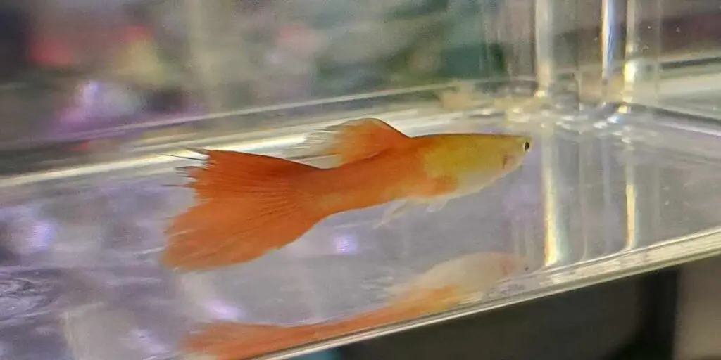 guppy fin rot or nipping