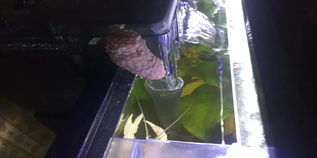 mystery snail eggs fell in water