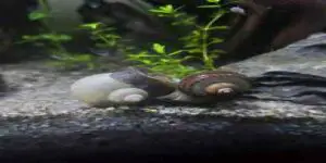 mystery snails mating or fighting