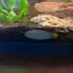 nerite snails burrow