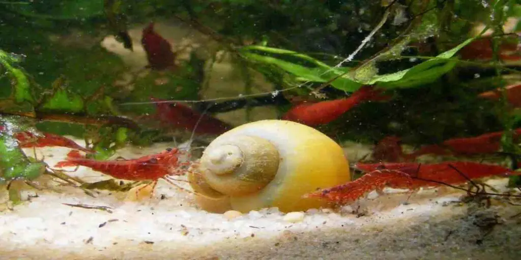 Common Causes of Mystery Snails Not Moving