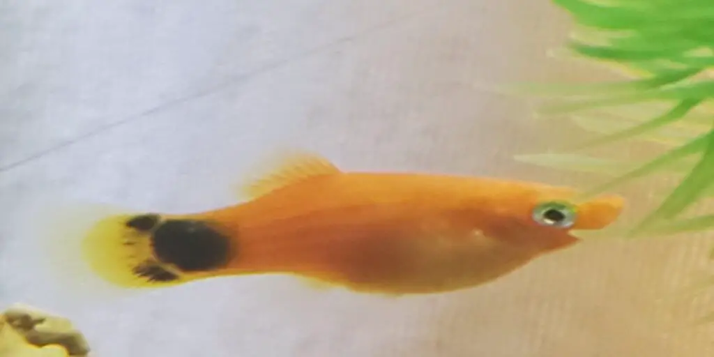 Molly Fry Growth Stages