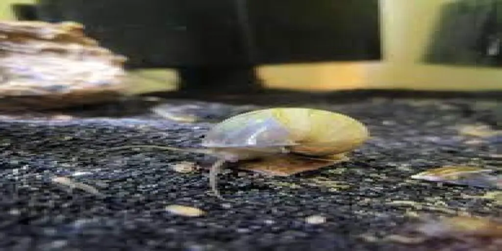Mystery Snail Shell Turning White Causes and Treatments