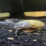 Mystery Snail Shell Turning White