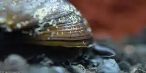 White Spots on Snail Shells