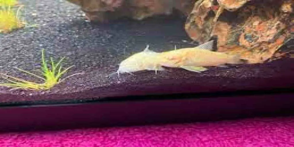are albino cory catfish blind