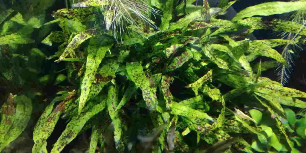 black spots java fern