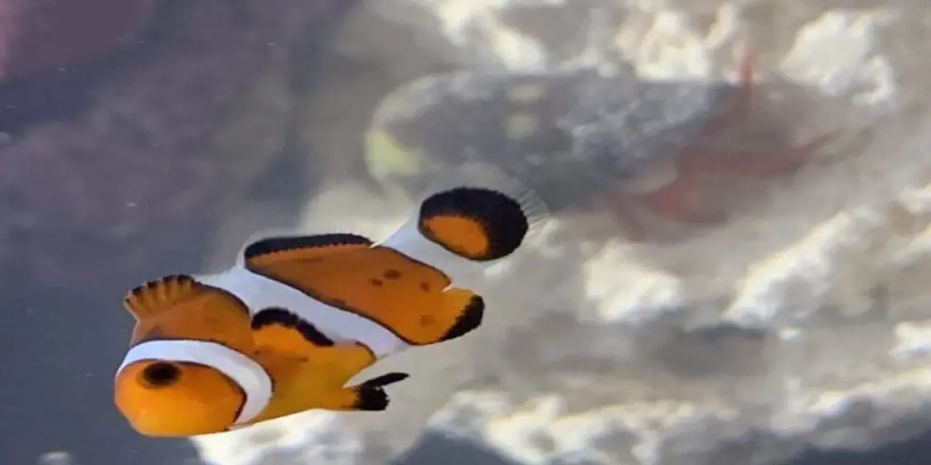 black spots on clownfish