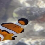 Black Spots On Clownfish