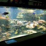 black spots on fish tank glass,
