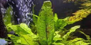 black spots on java fern leaves