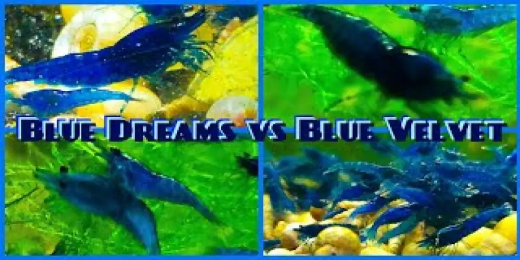 blue dream vs blue velvet shrimp 