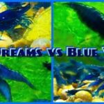 blue dream vs blue velvet shrimp