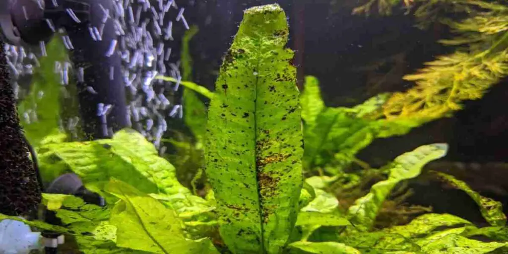 brown spots on java fern