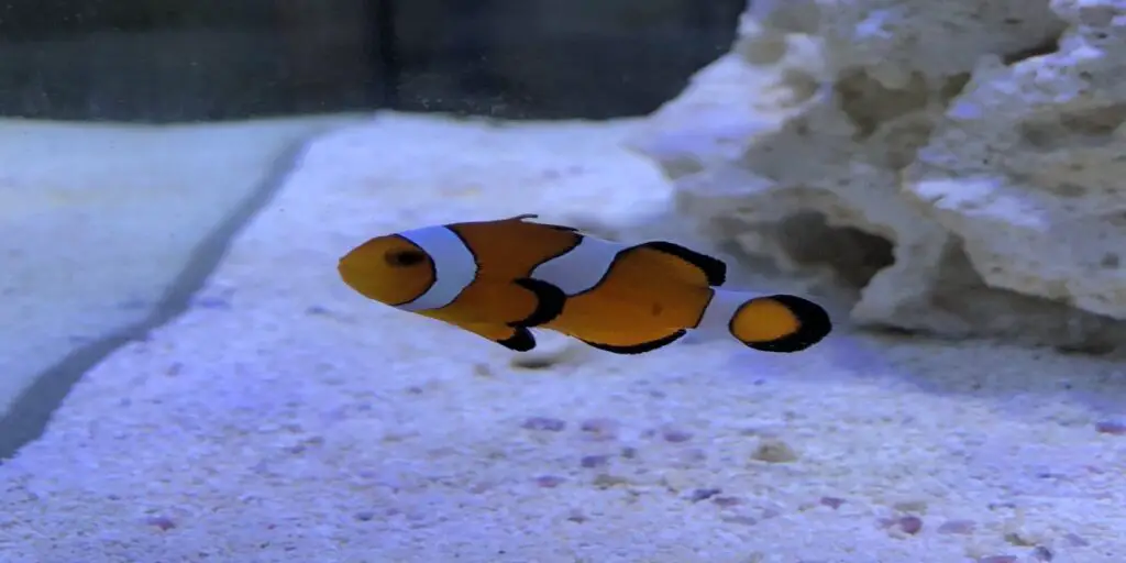 clownfish black spots, 
