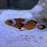clownfish black spots,